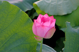 莲花花苞