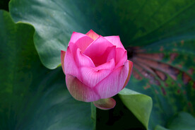 莲花花苞