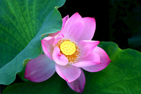 莲花花苞