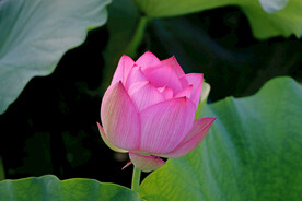 莲花花苞