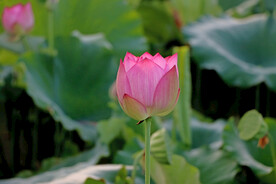 莲花花苞