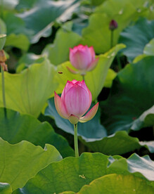 莲花花苞