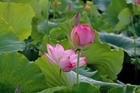 莲花花苞