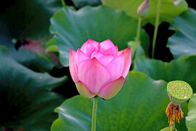 莲花花苞
