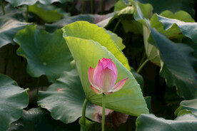 莲花花苞