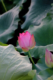莲花花苞
