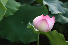 莲花花苞