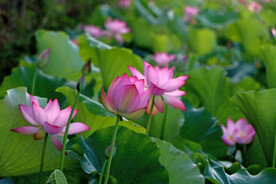 莲花花苞