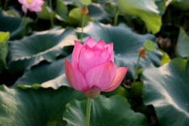 荷花花苞花蕾