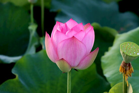 荷花花苞花蕾