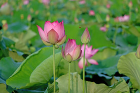 荷花花苞