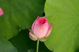 荷花花苞