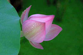荷花花苞