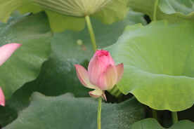 荷花花苞
