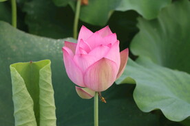 荷花花苞