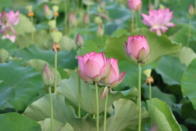 荷花花苞