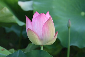 荷花花苞