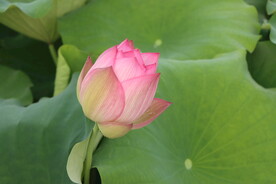 荷花花苞