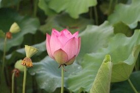 荷花花苞
