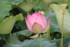 荷花花苞