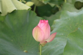 荷花花苞花蕾