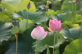 荷花花苞