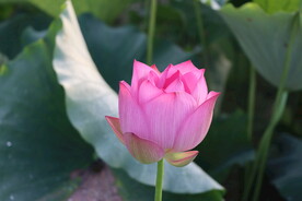 荷花花苞花蕾