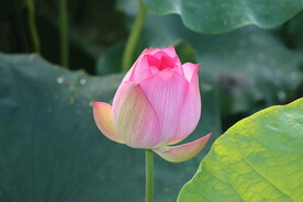 荷花花苞花蕾