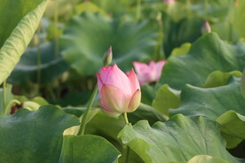 荷花花苞花蕾