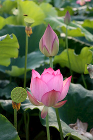 荷花花苞花蕾