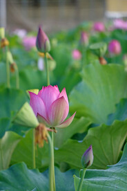荷花花苞花蕾
