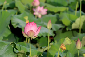 荷花花苞