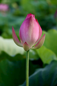 荷花花苞