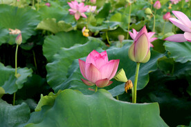 莲花花苞