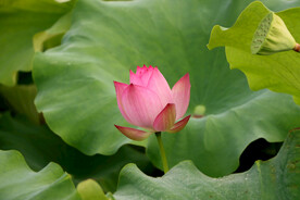 莲花花苞