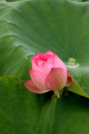 莲花花苞