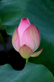荷花花苞