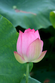 荷花花苞