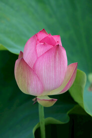 荷花花苞