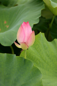 荷花花苞
