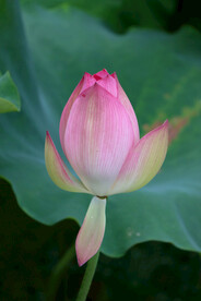 荷花花苞