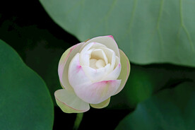 莲花花苞
