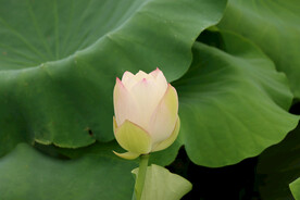 莲花花苞