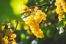 葡萄 提子