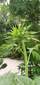 葵花