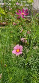 波斯菊