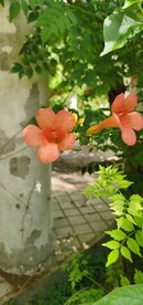 厚萼凌霄