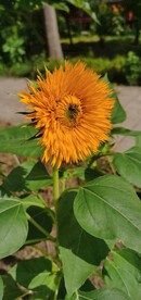 葵花