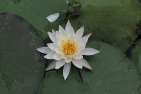 睡莲