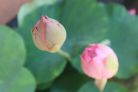 荷花花苞